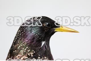 Starling-Sturnus vulgaris 0032